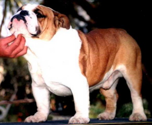 English bulldog : Sir Frankie of Lyerly